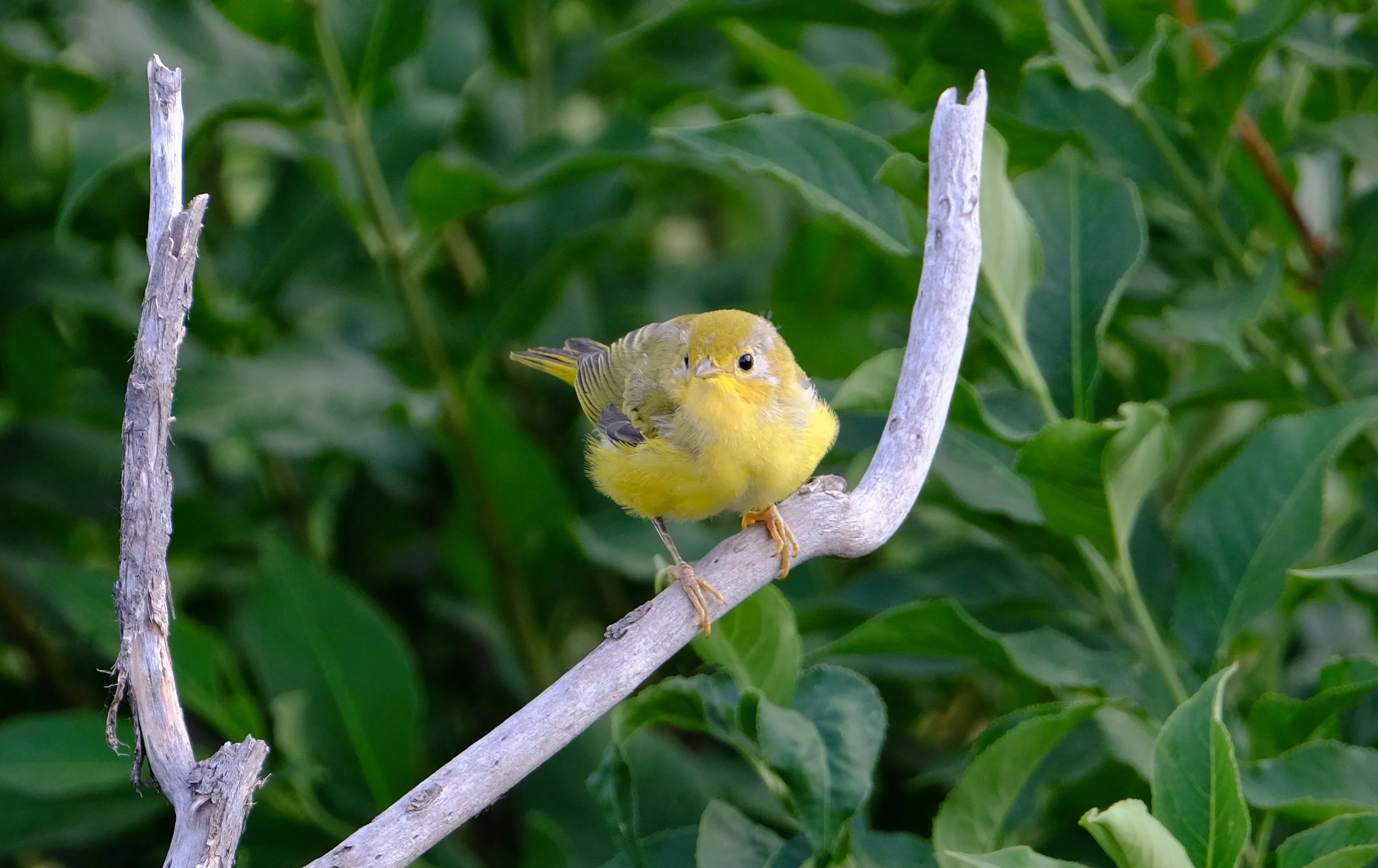 Yellow Warbler