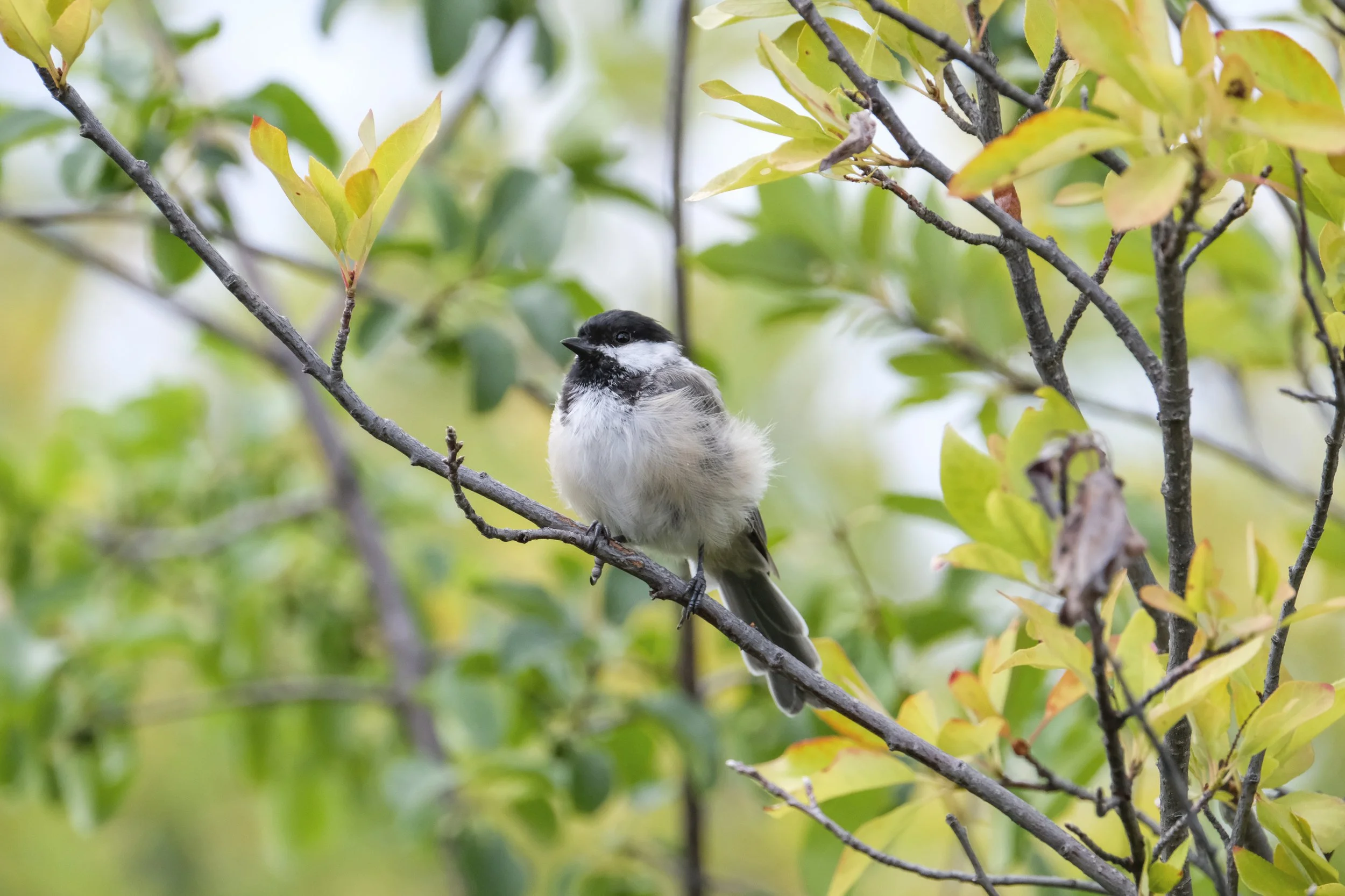 Chickadee