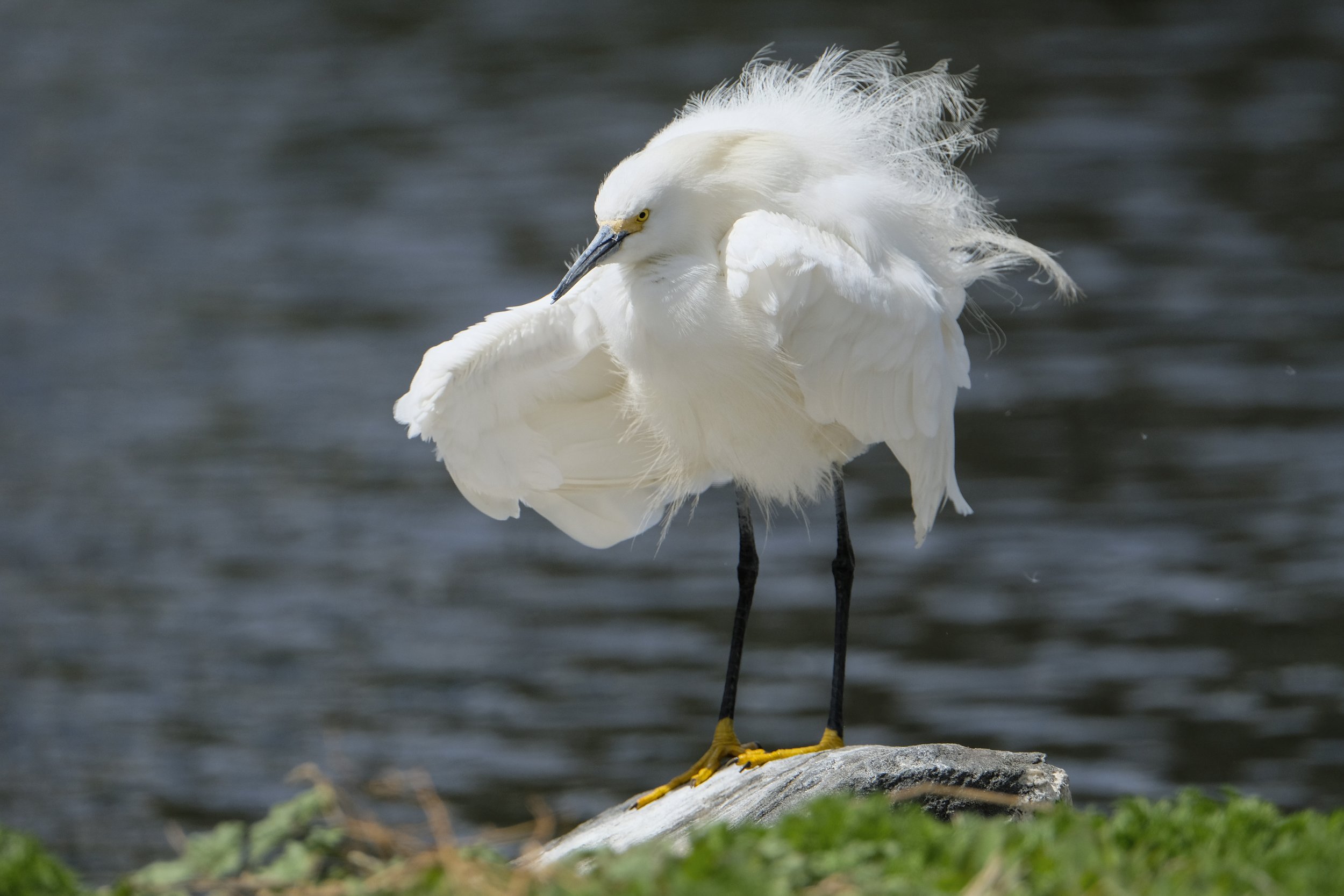 Snowy Egret Portraits
