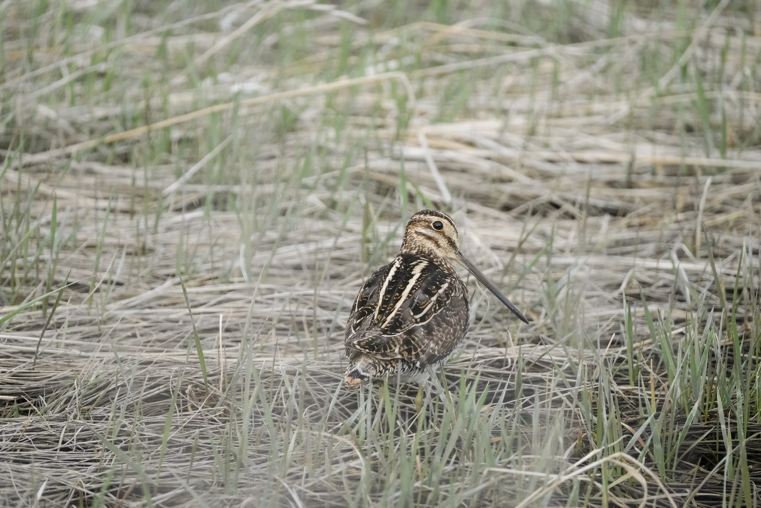Jan. 2 - Happy New (Birding) Year!