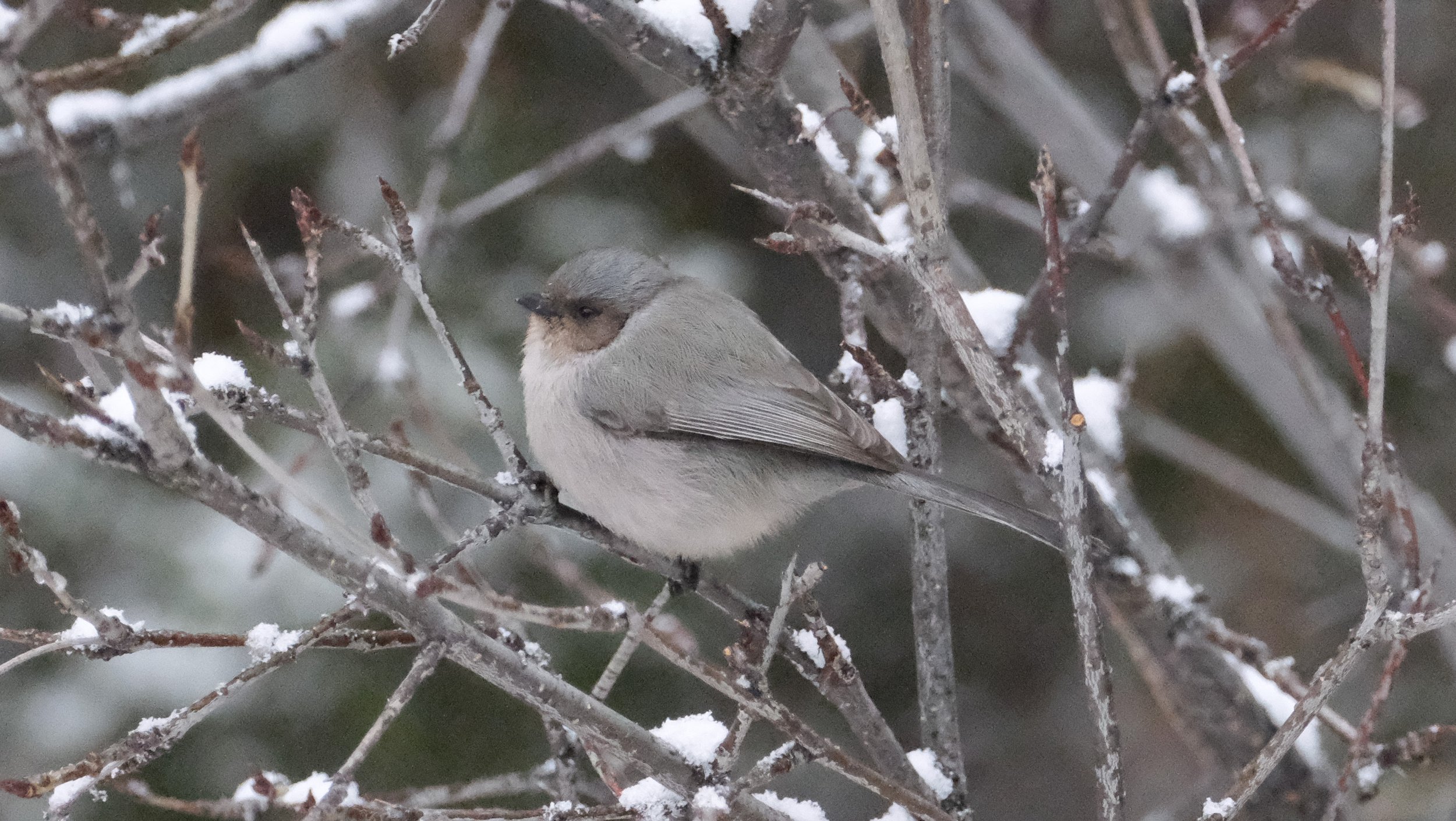 JAN. 8 - BUSHTIT