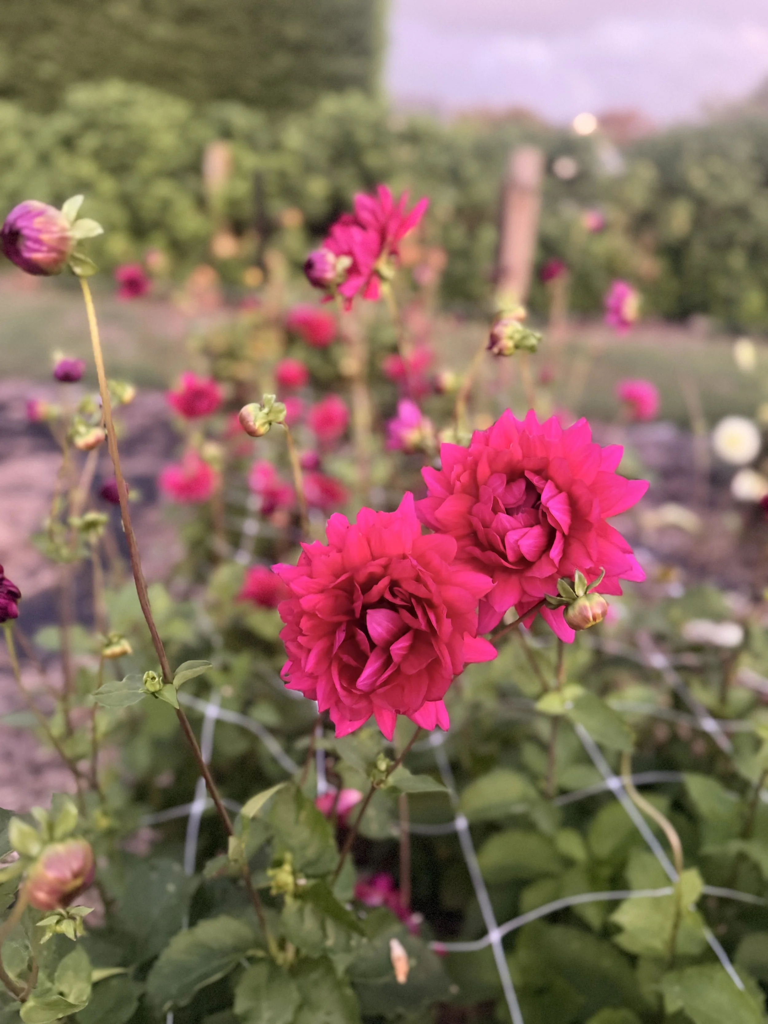 IMG_0880.jpeg