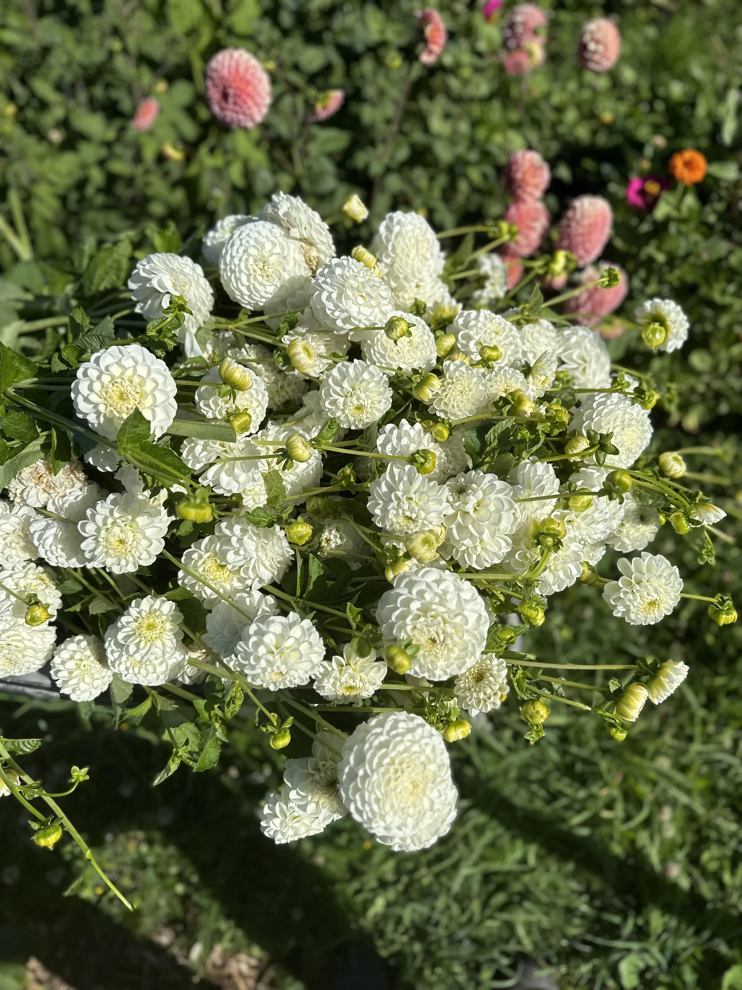 IMG_5659.jpeg
