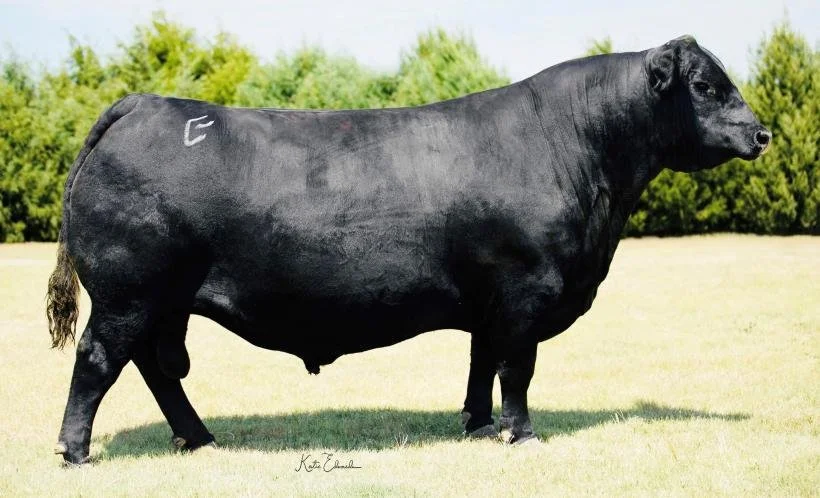 BALDRIDGE ALTERNATIVE