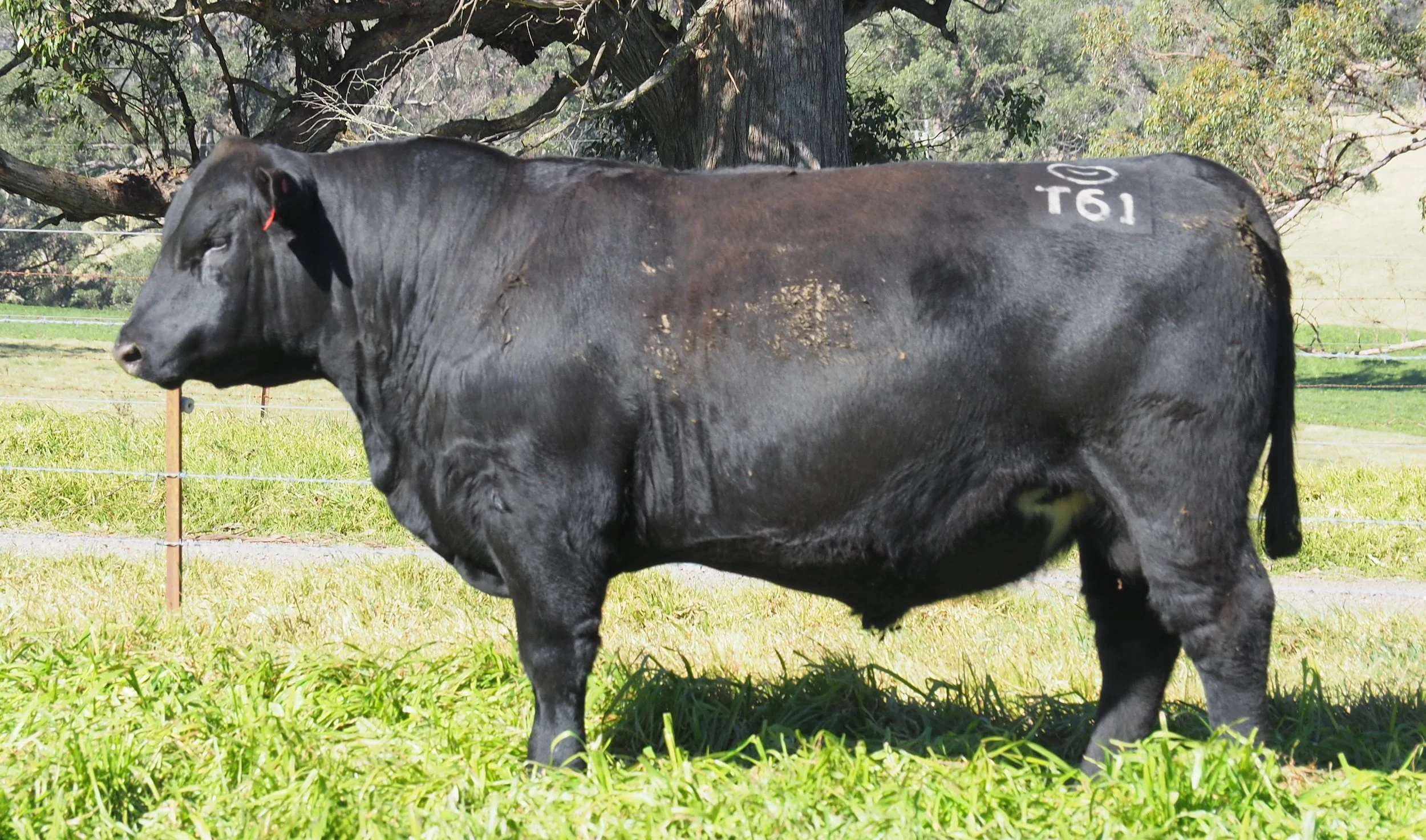 Maxwellton Angus