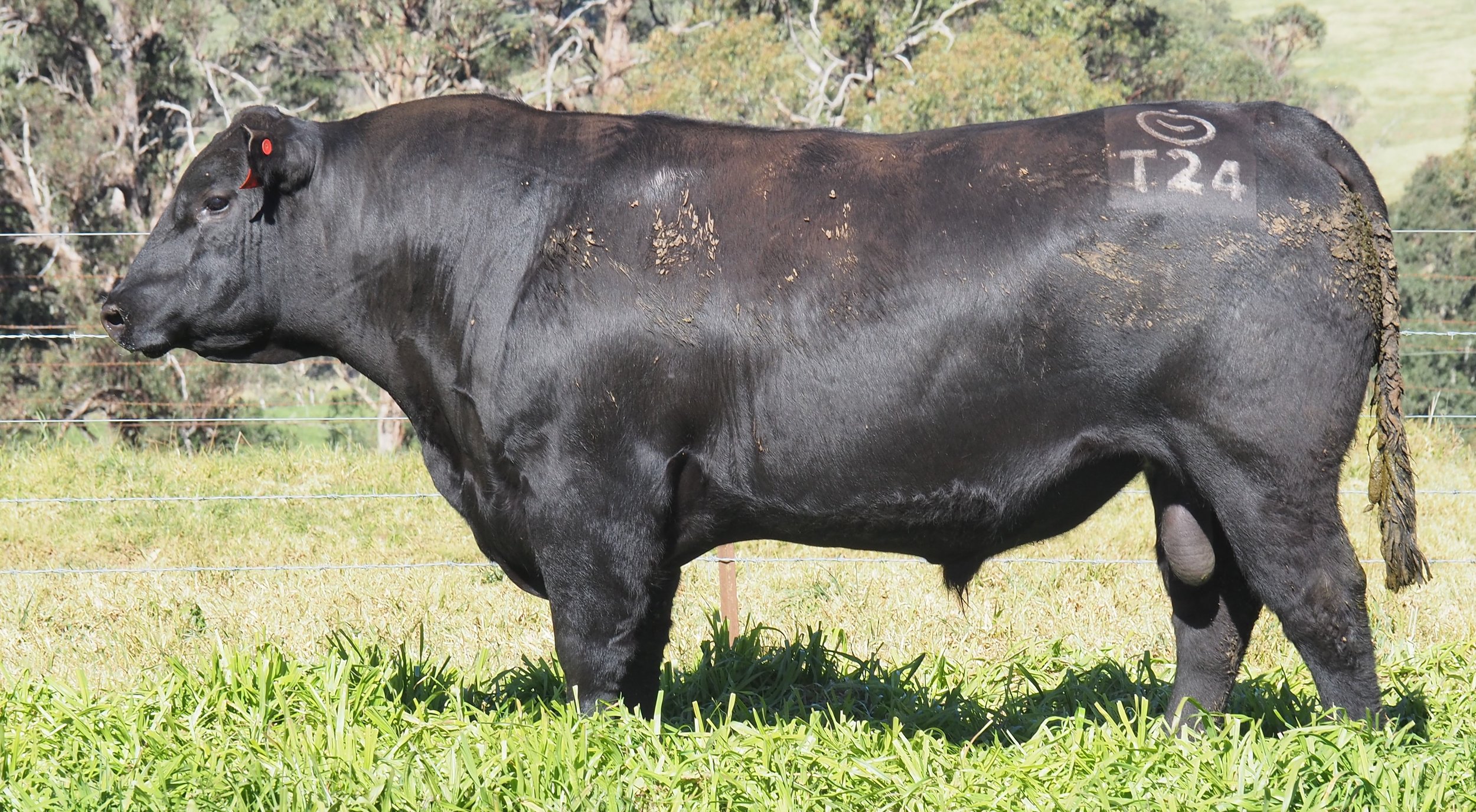 Maxwellton Angus