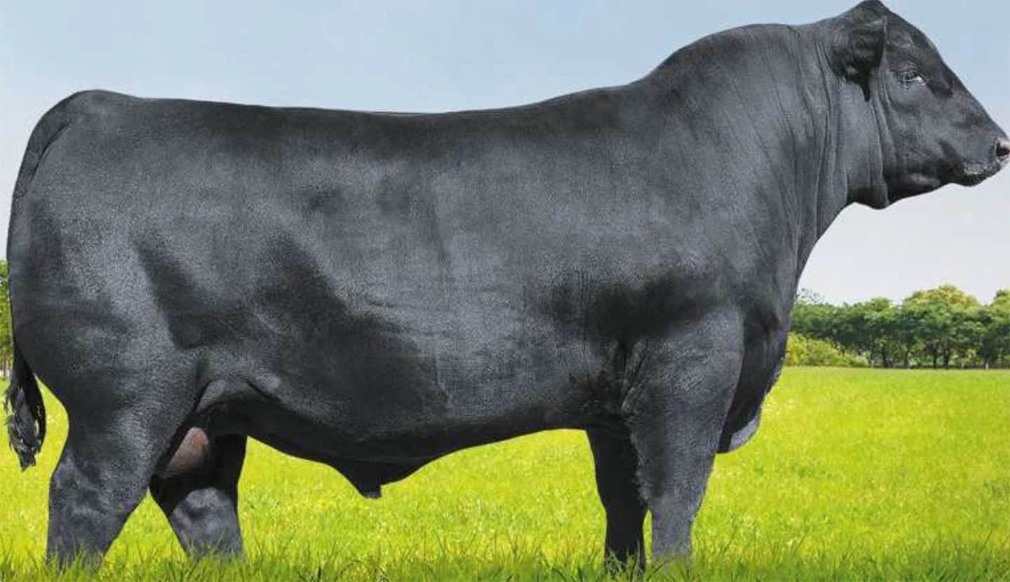 Musgrave Crackerjack