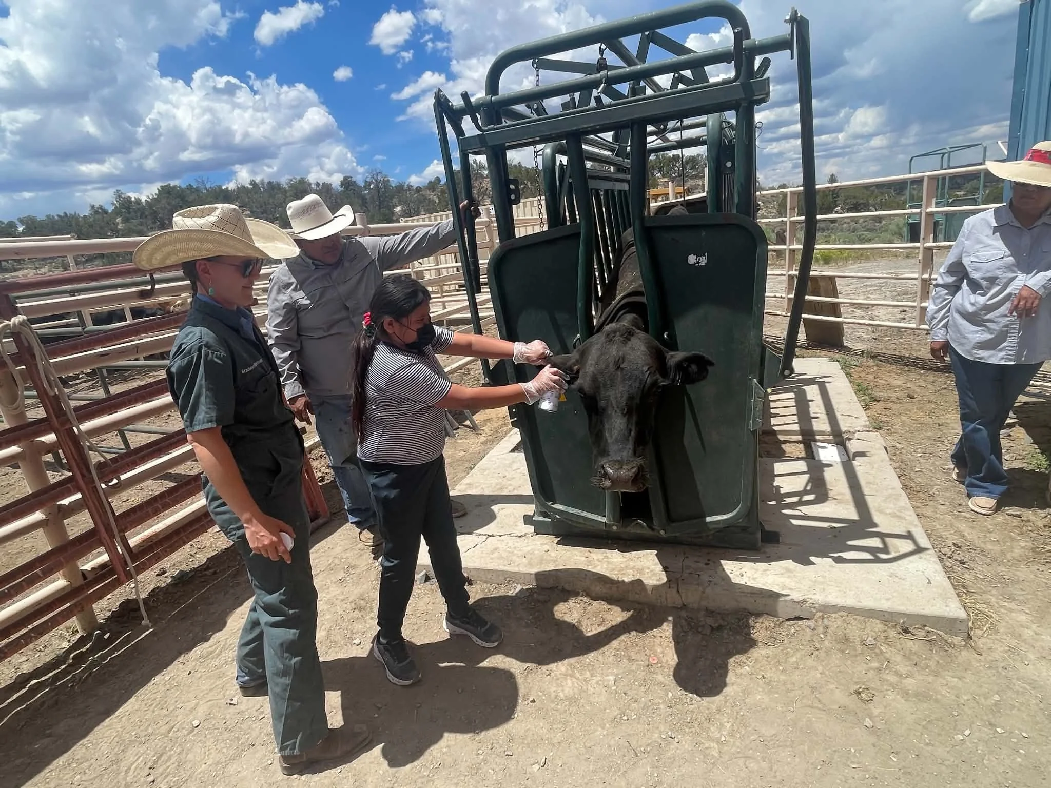 veterinarian and young girl administering fly spray to a black angus cow in a chute in Arizona