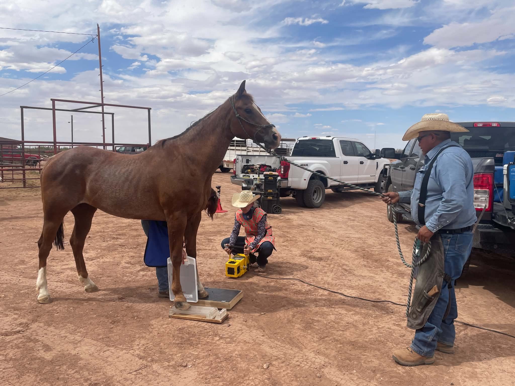 veterinarian taking portable radiographs of a skinny horse with laminitis in the desert
