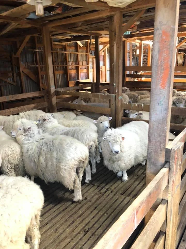 Sheep inside a wooden barn with wooden railings and slatted flooring.