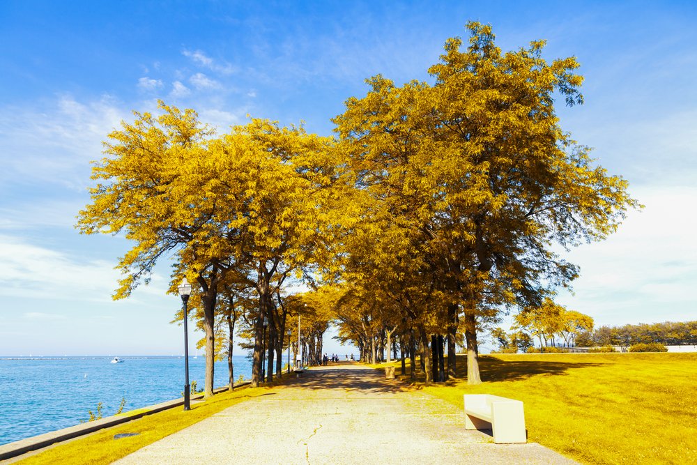 Tree-lined path along the Chicago lakefront surrounded by golden autumn foliage.