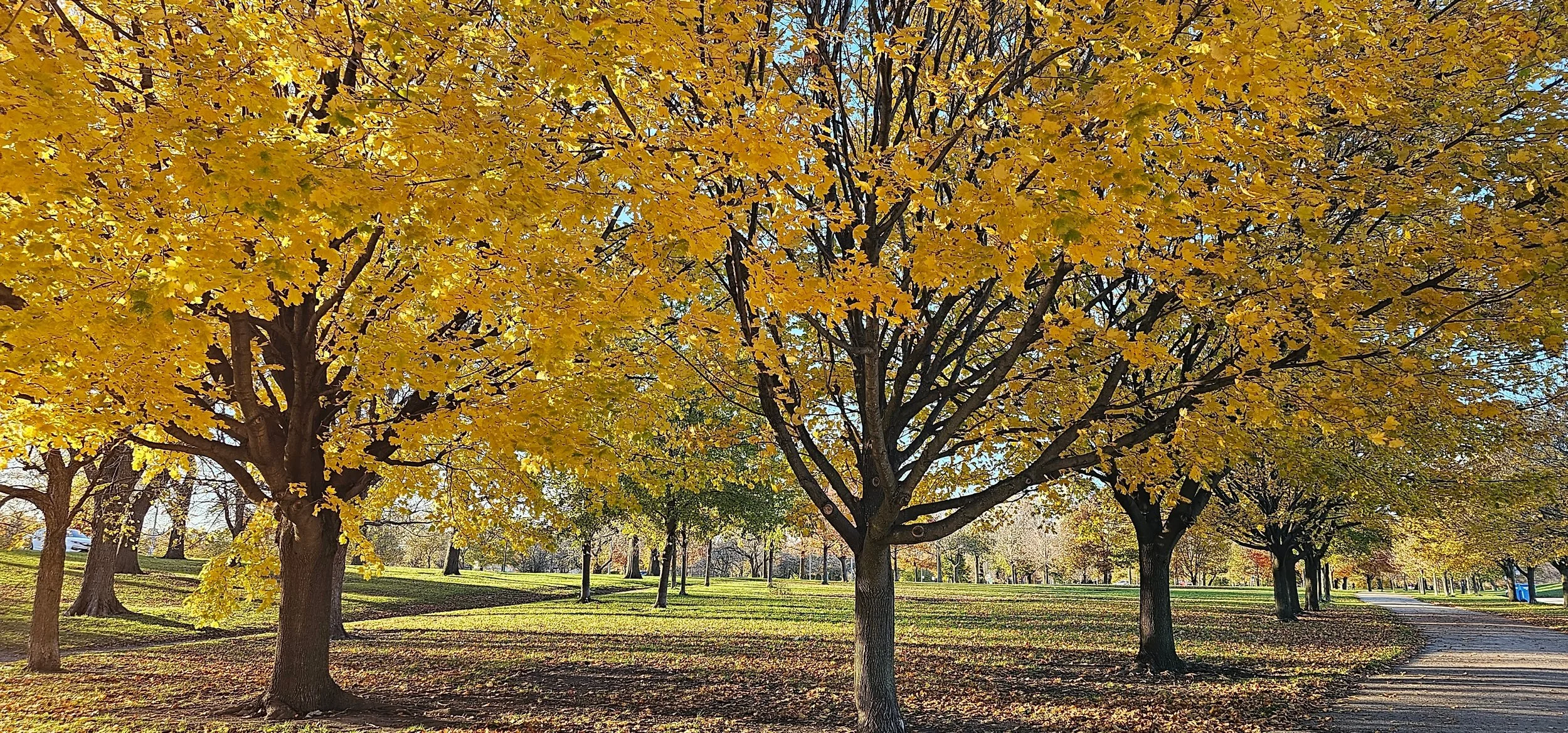 Golden autumn trees lining a peaceful park path on a sunny fall day.
