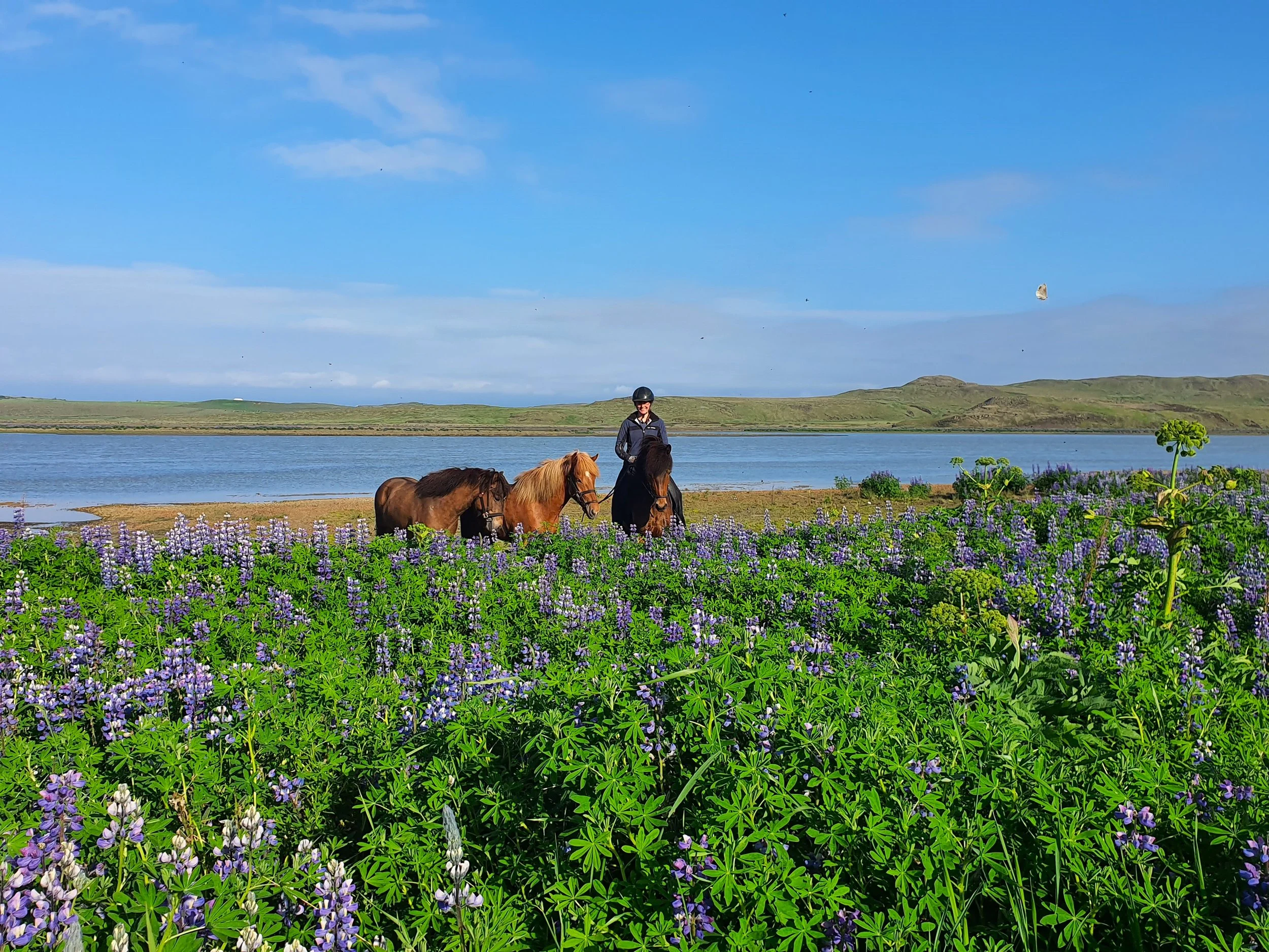 Small-Group 3-Hour Horseback Riding Tour