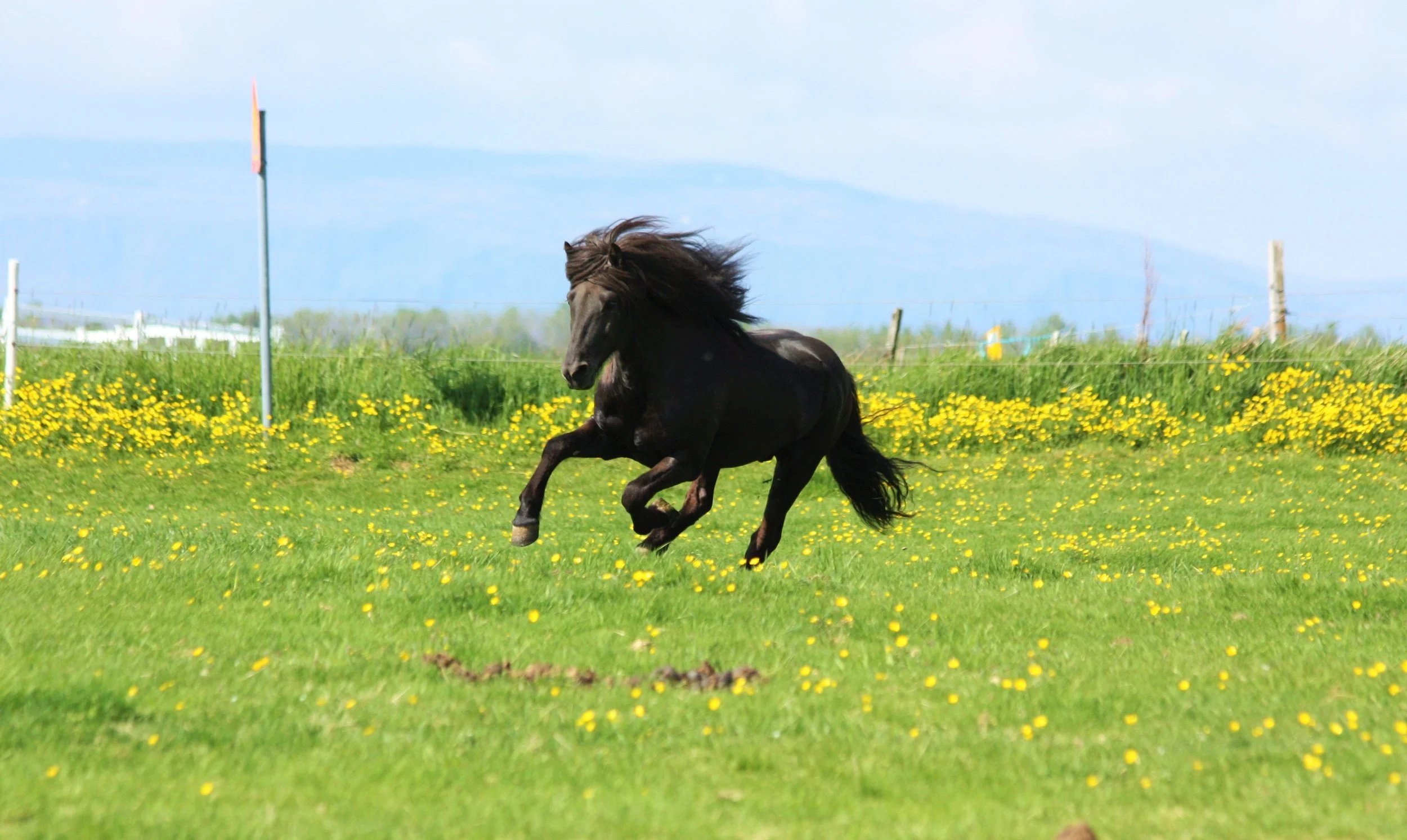 Icelandic horses for sale, Hreyfill frá Vorsabæ 2, Horse breeding farm in south Iceland, Popular and famous Icelandic horse breeding farm
