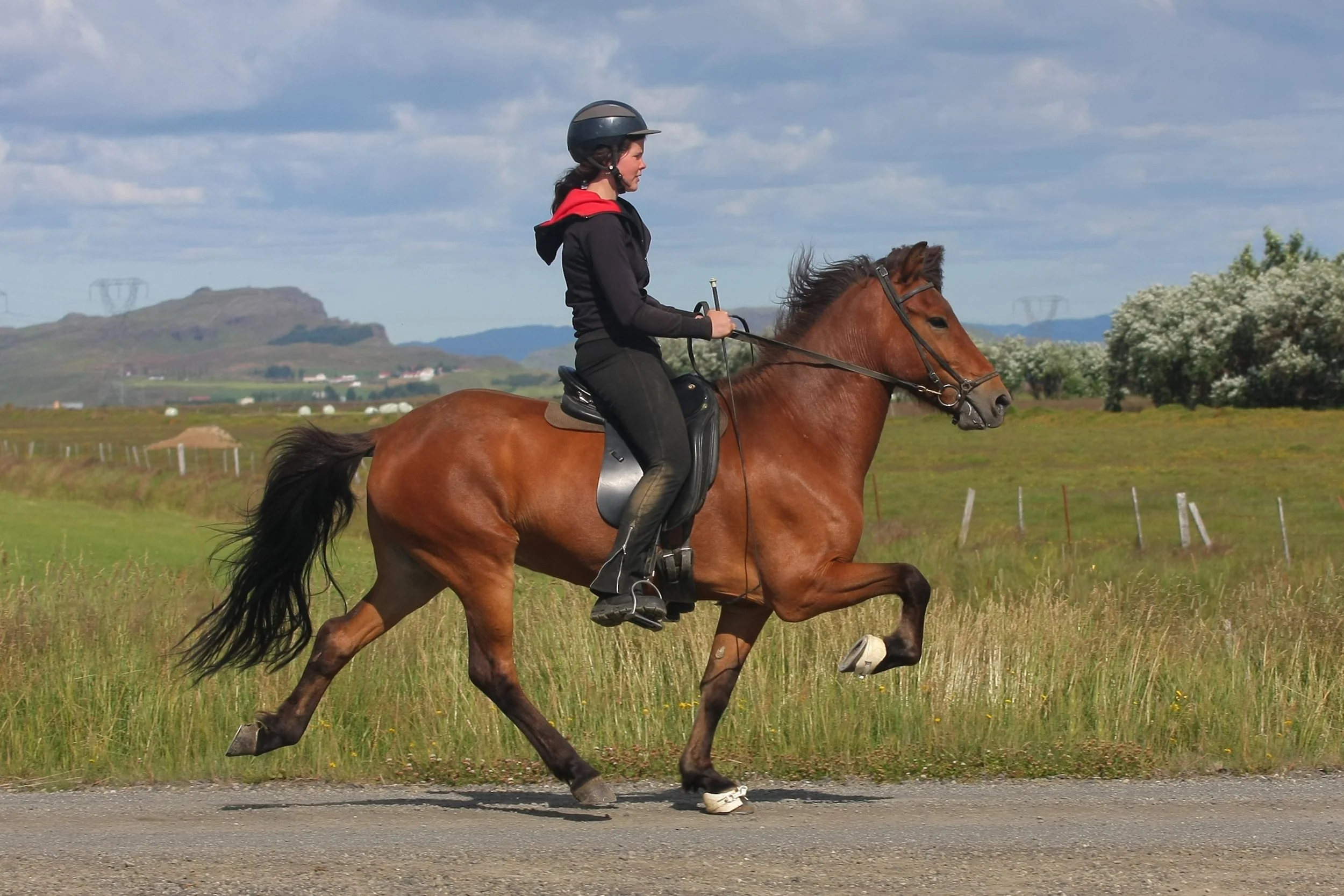 Hátíð frá Vorsabæ II (7,85)