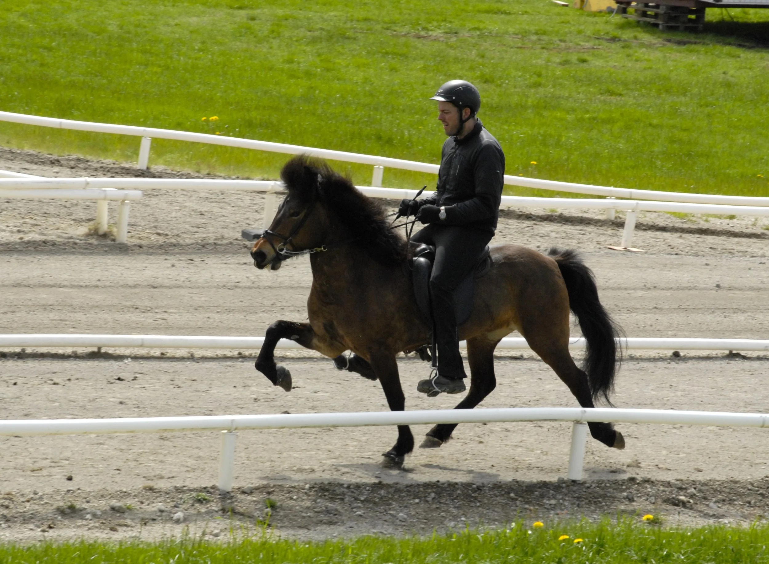 Sigurður Óli Kristinsson riding Fjöður