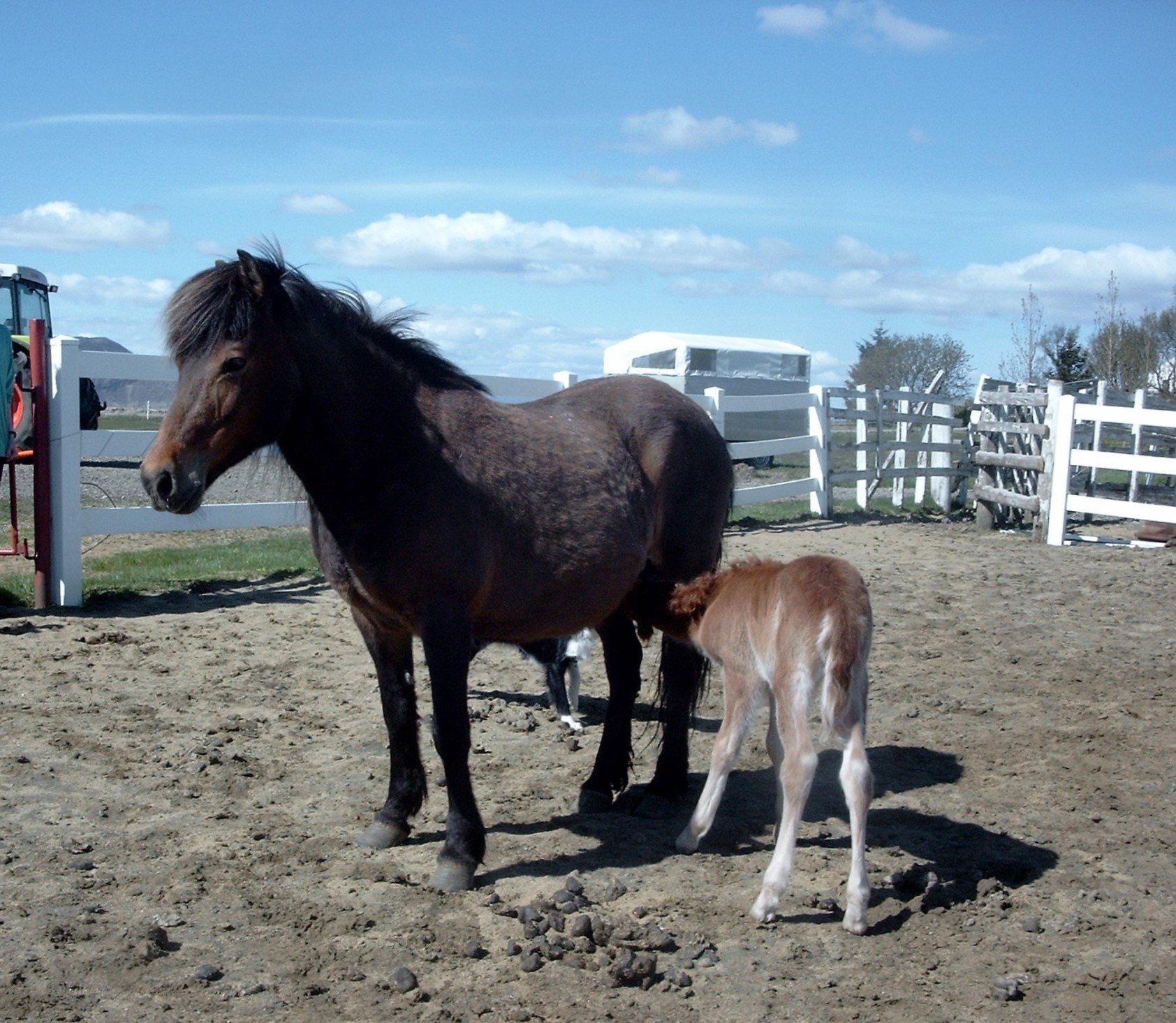 Litla-Jörp frá Vorsabæ II (7,70) (DECEASED)
