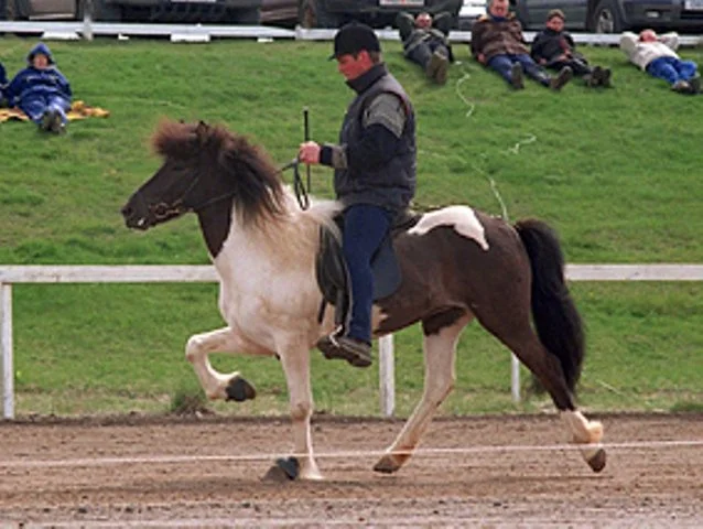 Alda frá Vorsabæ II (7,92) (DECEASED)