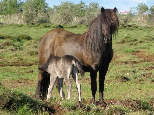 Kolbrún frá Vorsabæ II (7,80) (DECEASED)