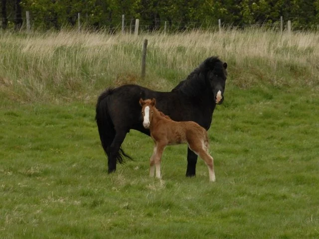 Hviða frá Nýjabæ (DECEASED)