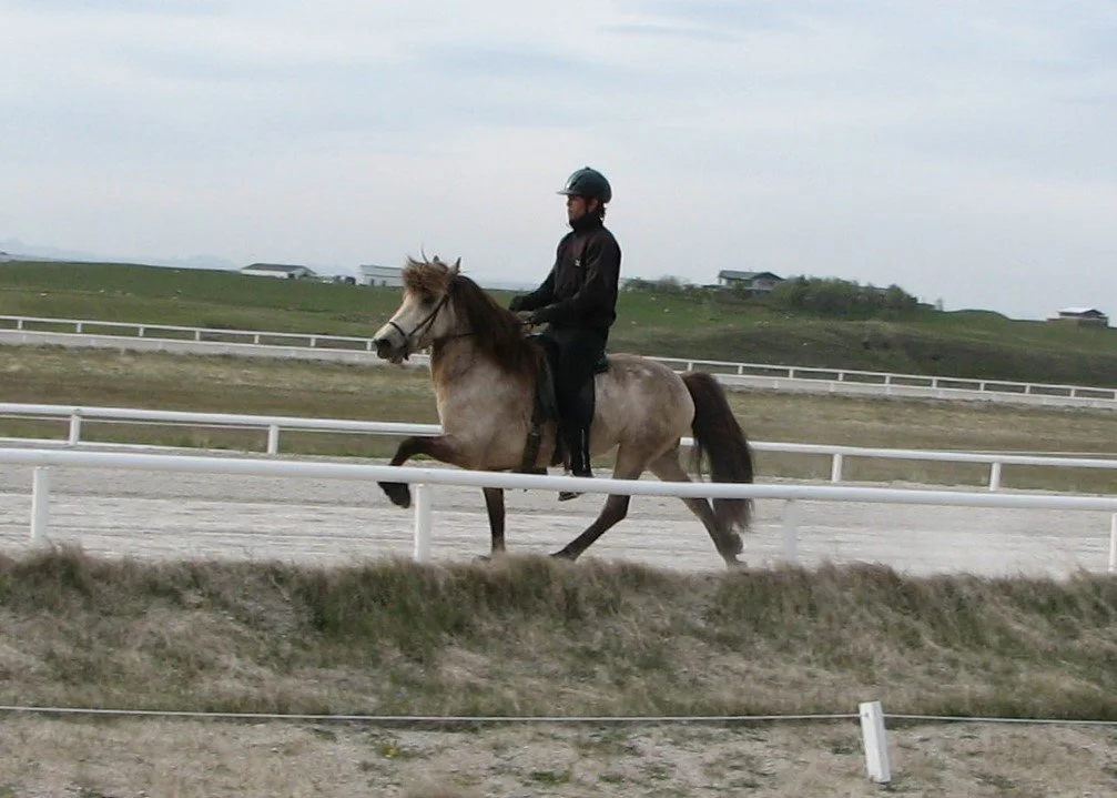 Jóhann K. Ragnarsson riding Molda