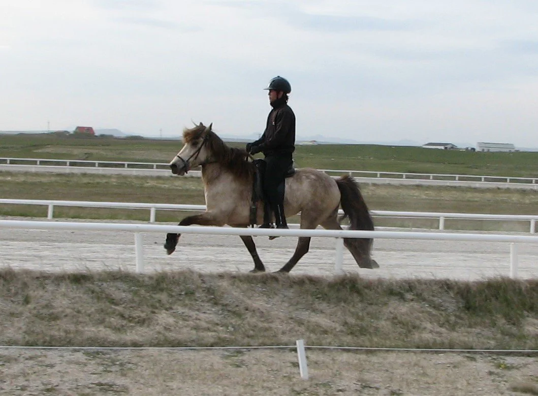 Jóhann K. Ragnarsson riding Molda