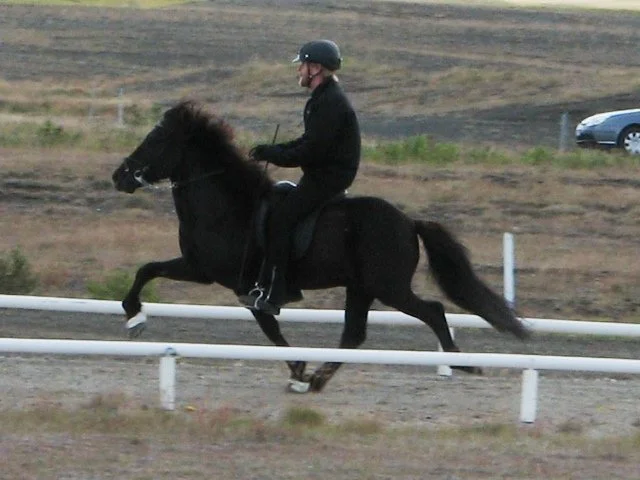 Sigurbjörn Bárðarson riding Snjall in 2006