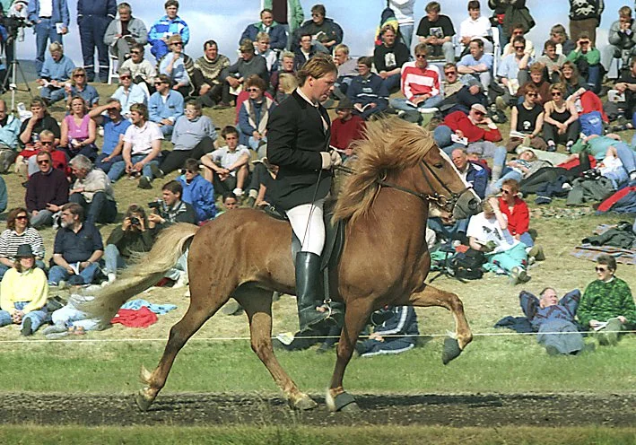 Gassi frá Vorsabæ II (8,49) (SOLD)