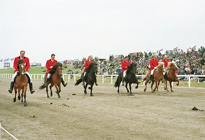 Gassi's offspring at the Landsmót in 1994