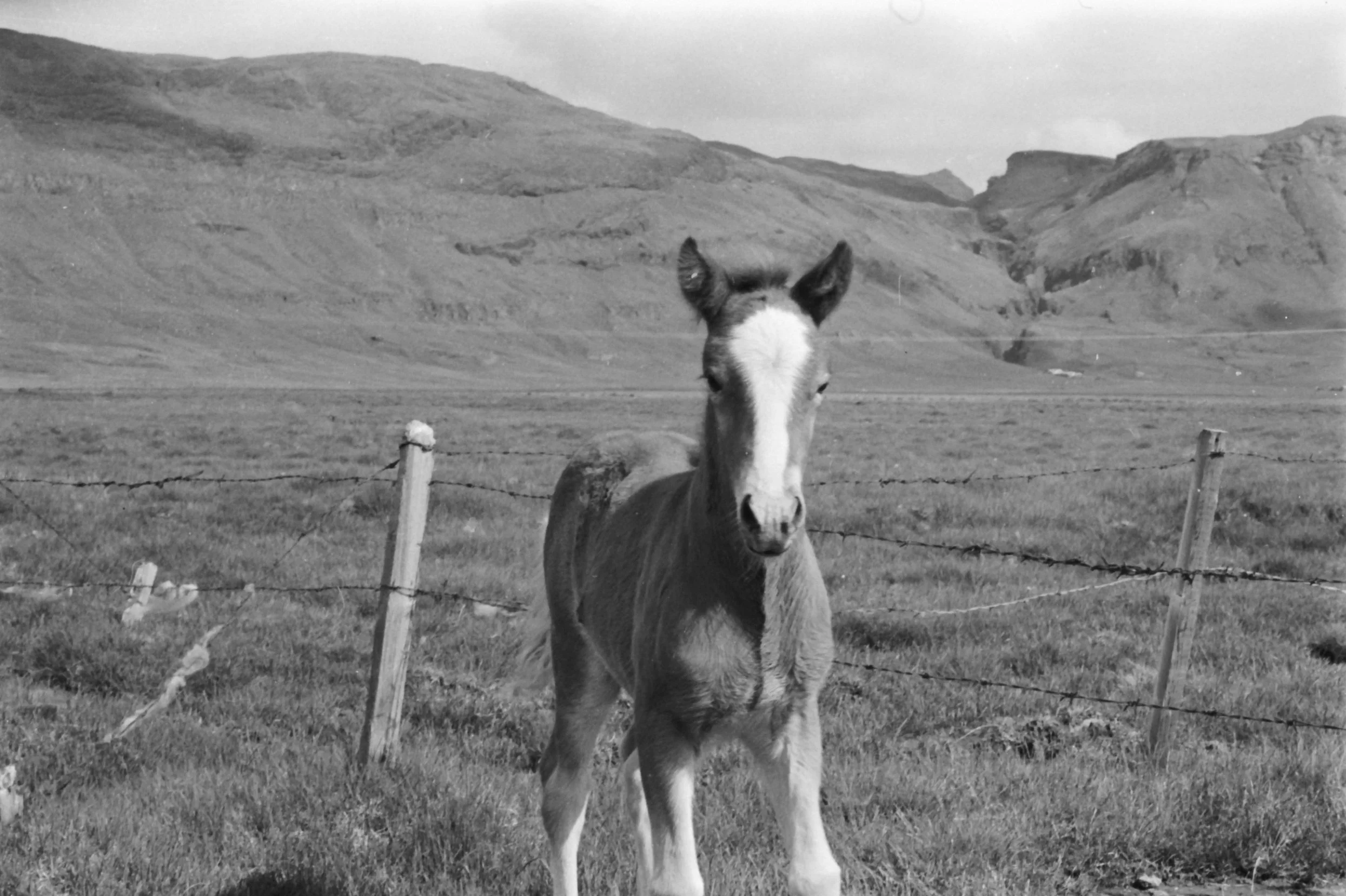Gassi as a foal