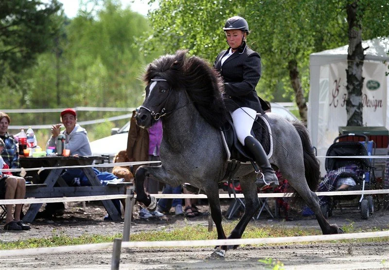 Segull frá Hátúni (SOLD)