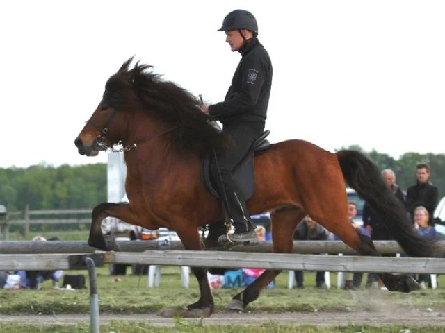 Kostur frá Vorsabæ II (8,22) (SOLD)