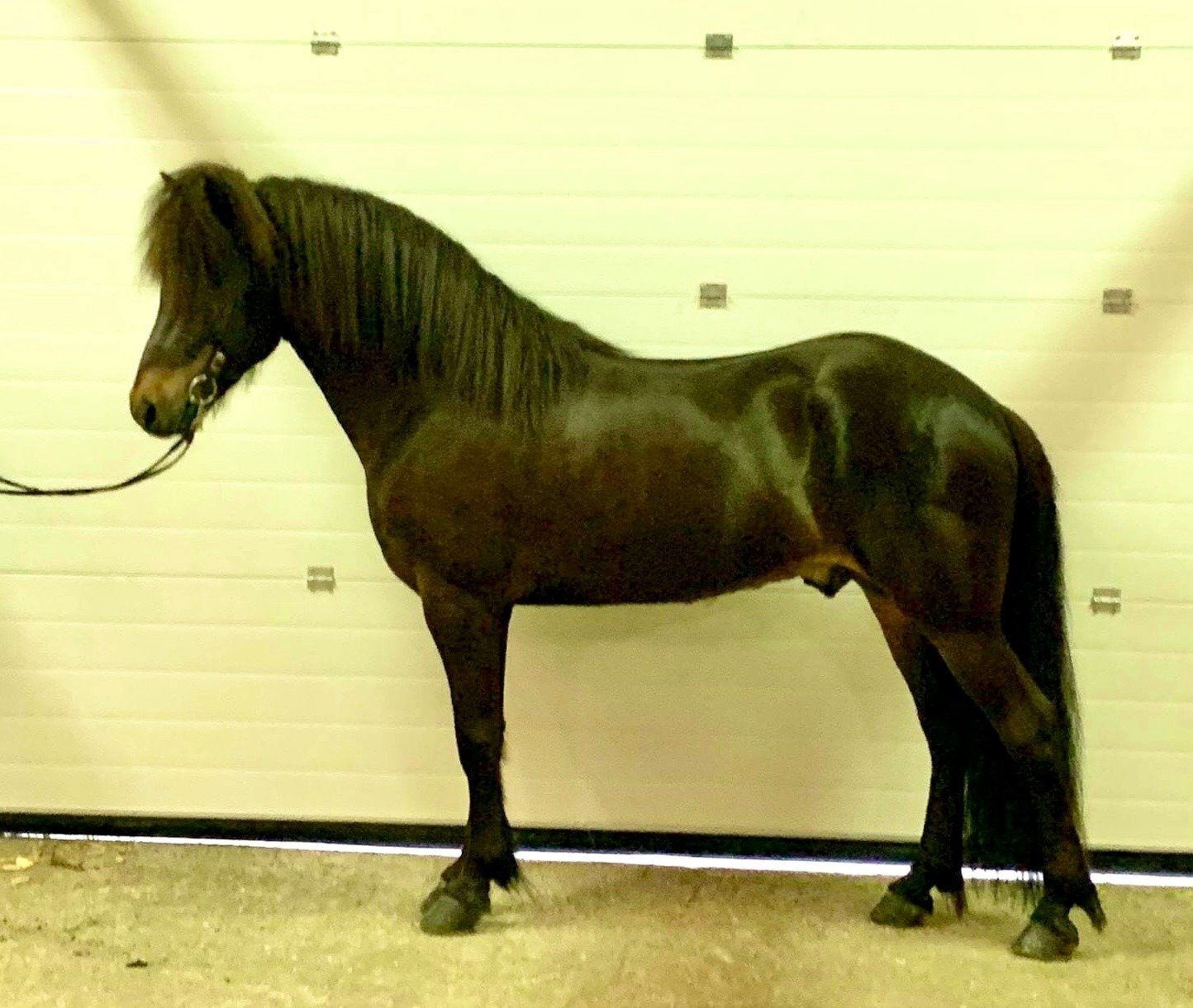 Draumur in breeding judgement in Sweden