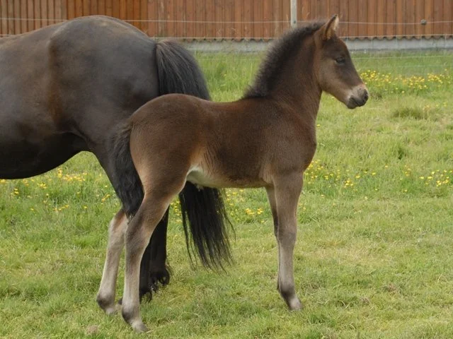 Draumur as a foal in Iceland