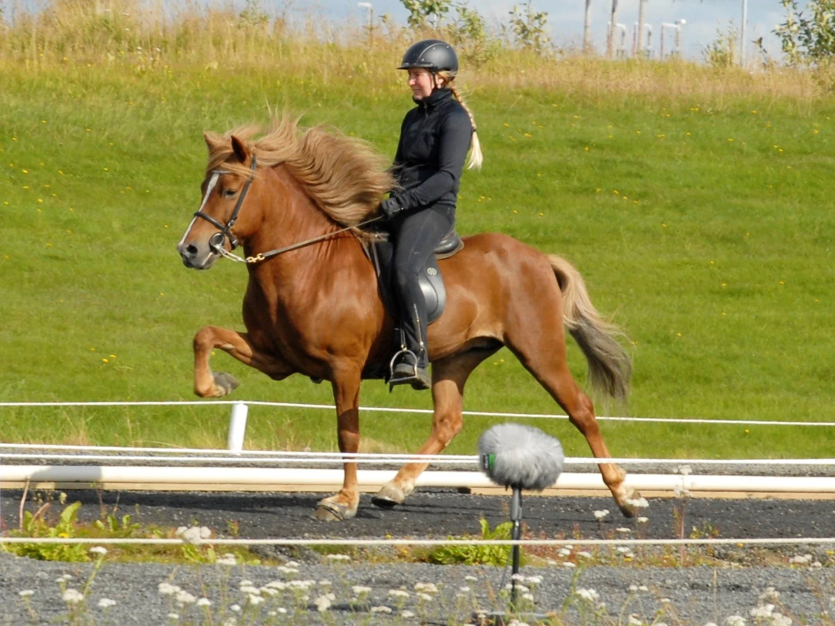 Helga Una riding Fylkir in breeding judgement