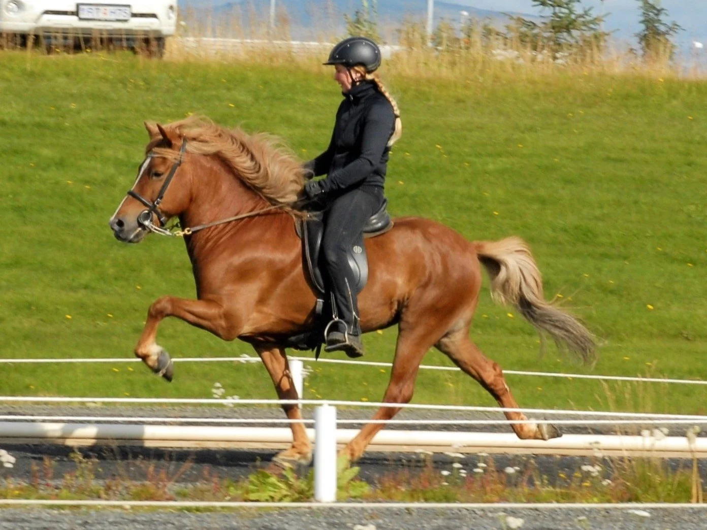 Helga Una riding Fylkir in breeding judgement