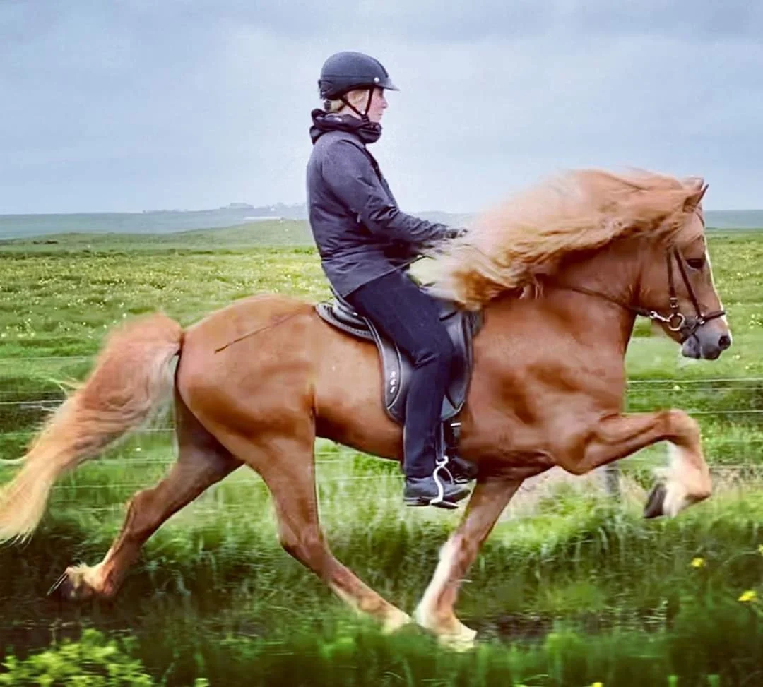 Ganti frá Vorsabæ II (8,20) (SOLD)