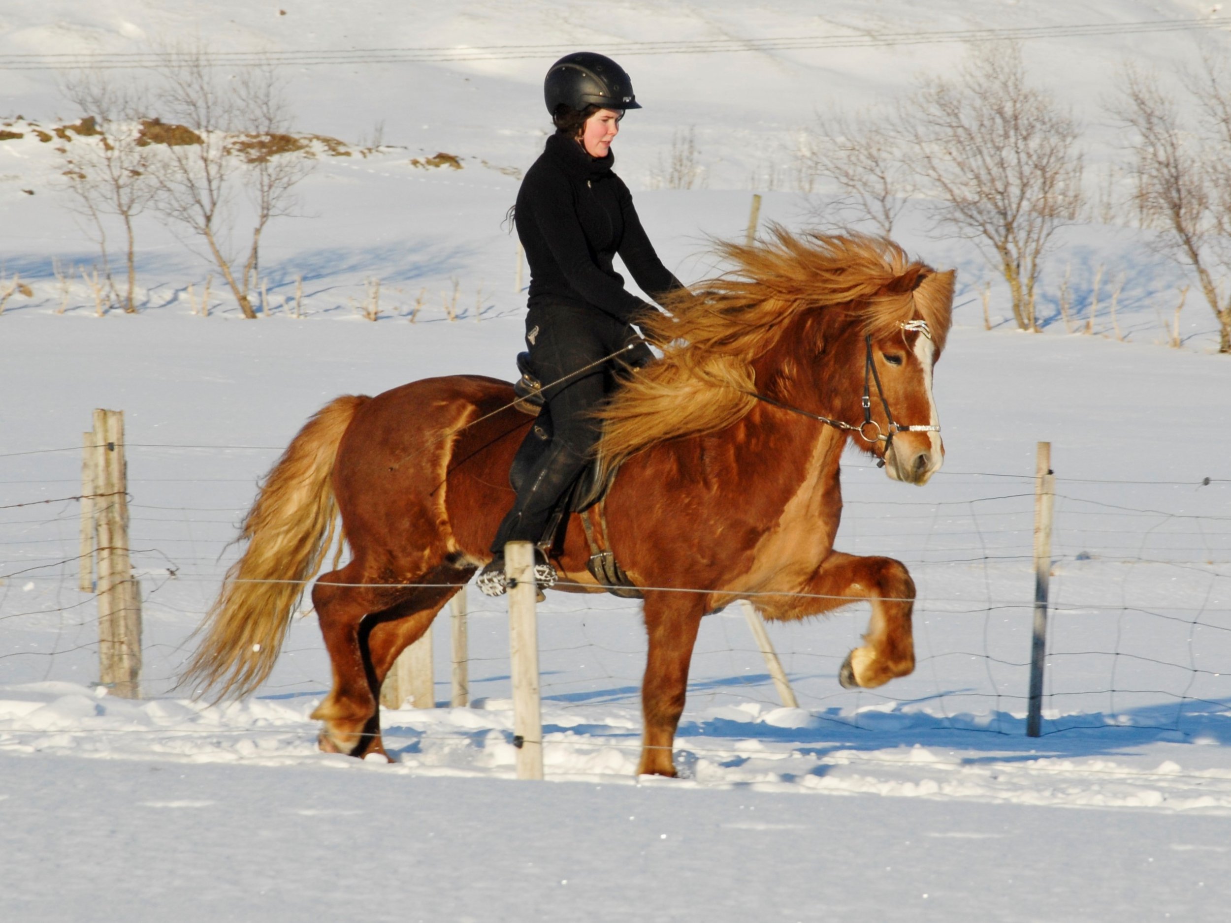 Sigurbjörg Bára Björnsdóttir riding Ganti when 4 years old