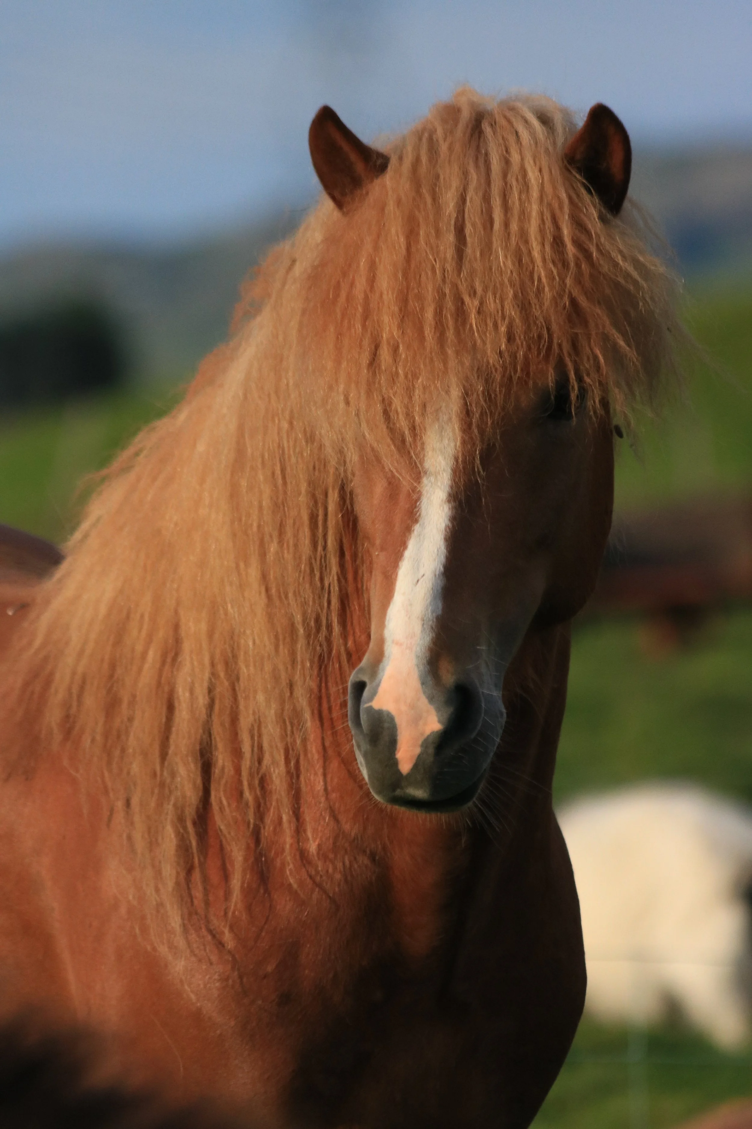 Ganti frá Vorsabæ II