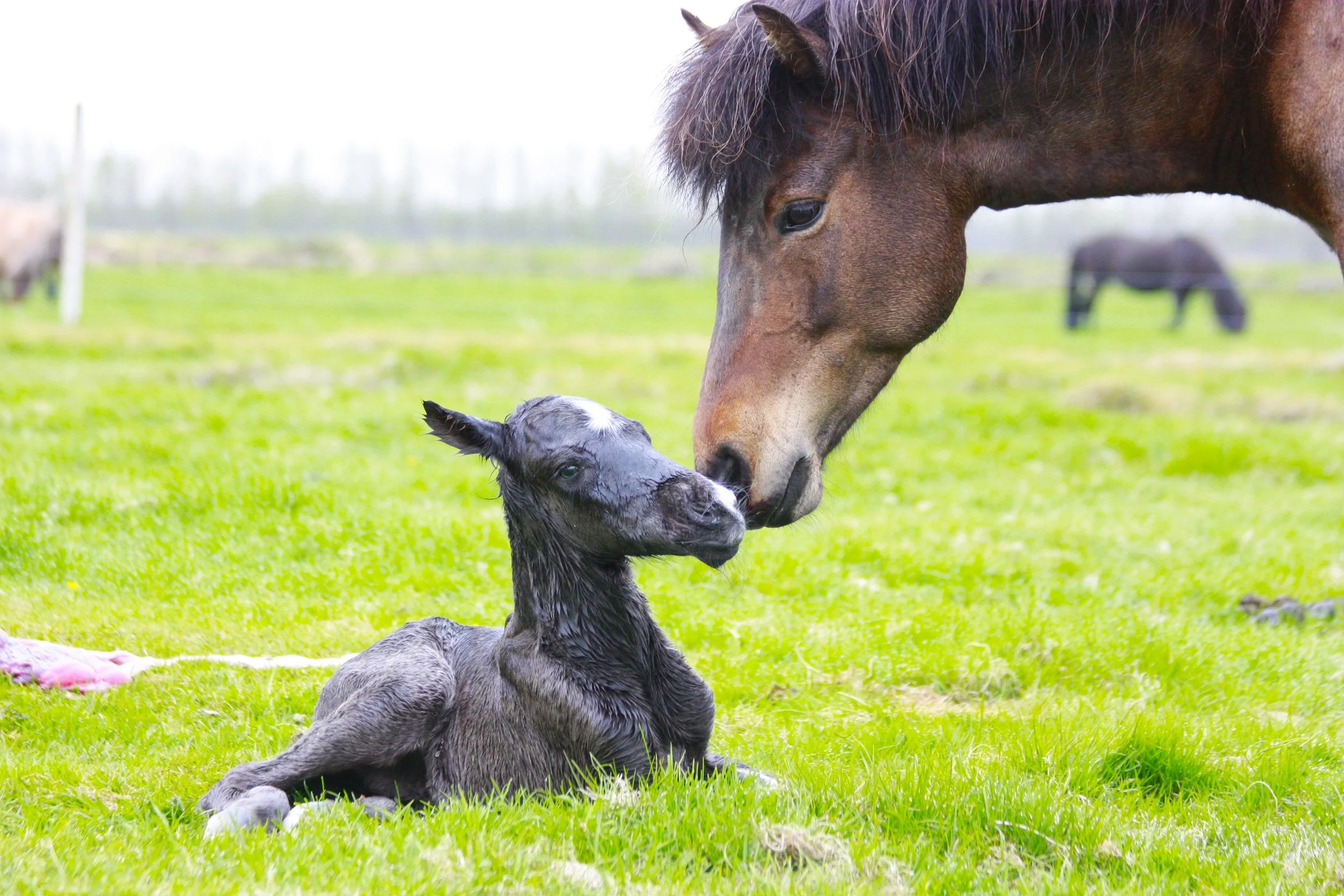 Naskur as a foal in Iceland