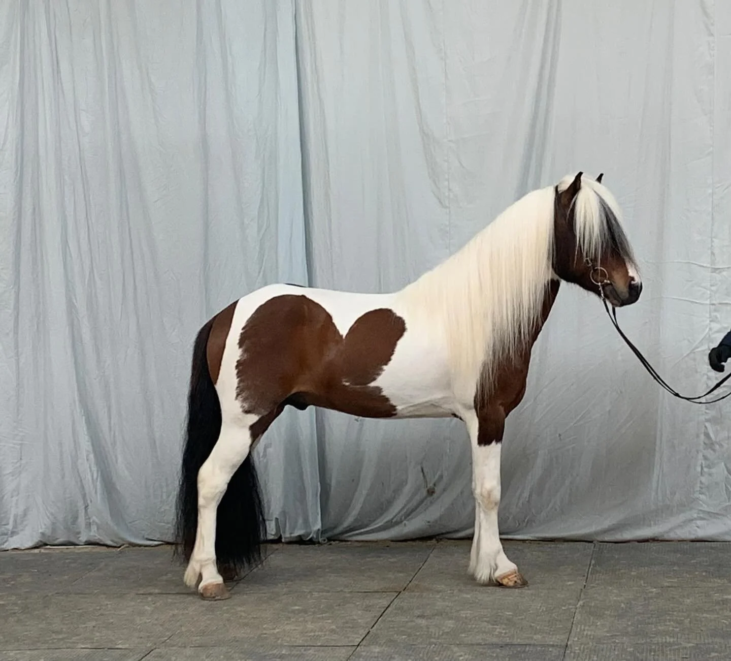 Kjarkur in breeding judgement when 5 years old