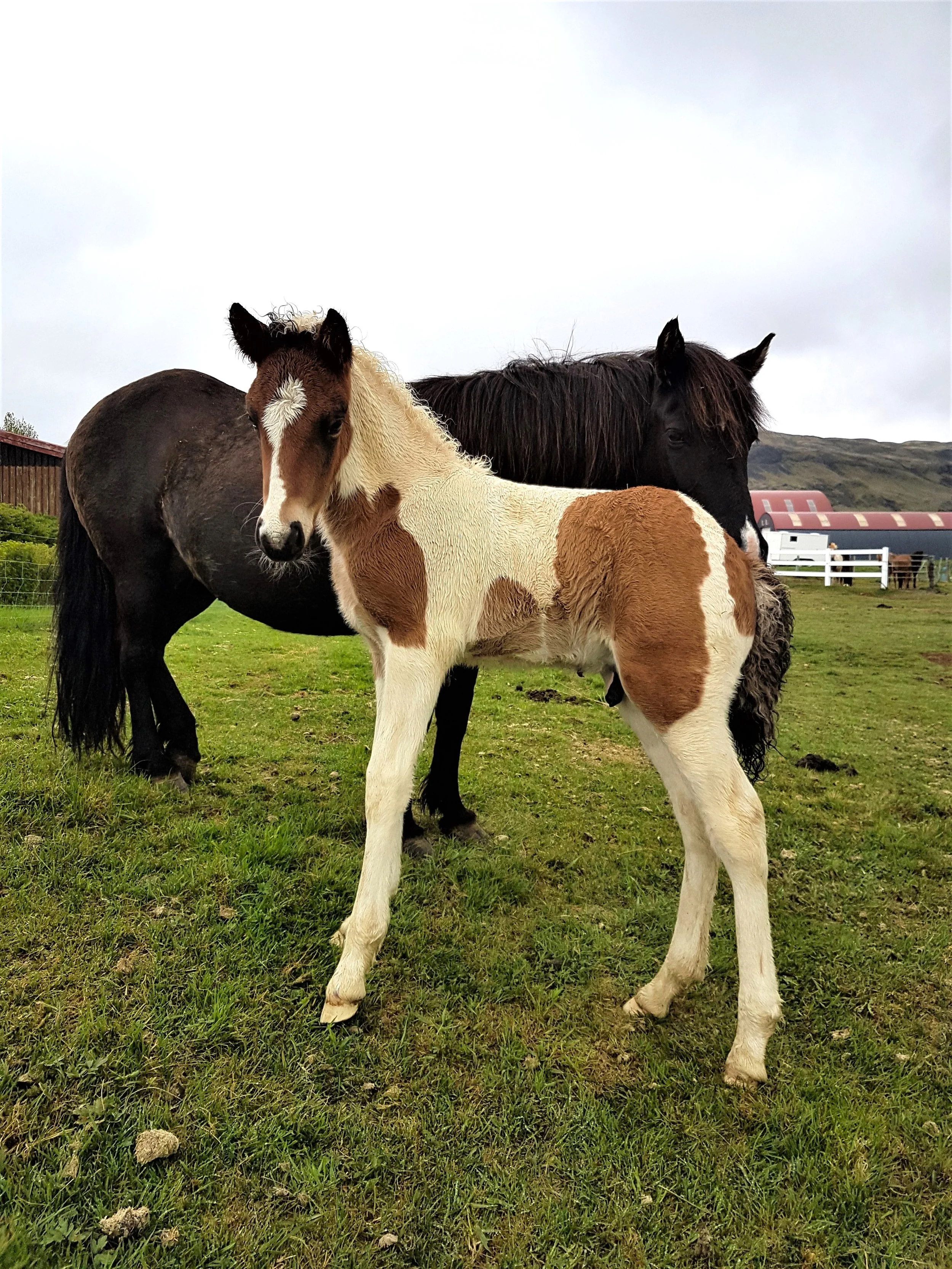 Kjarkur as a foal in Iceland