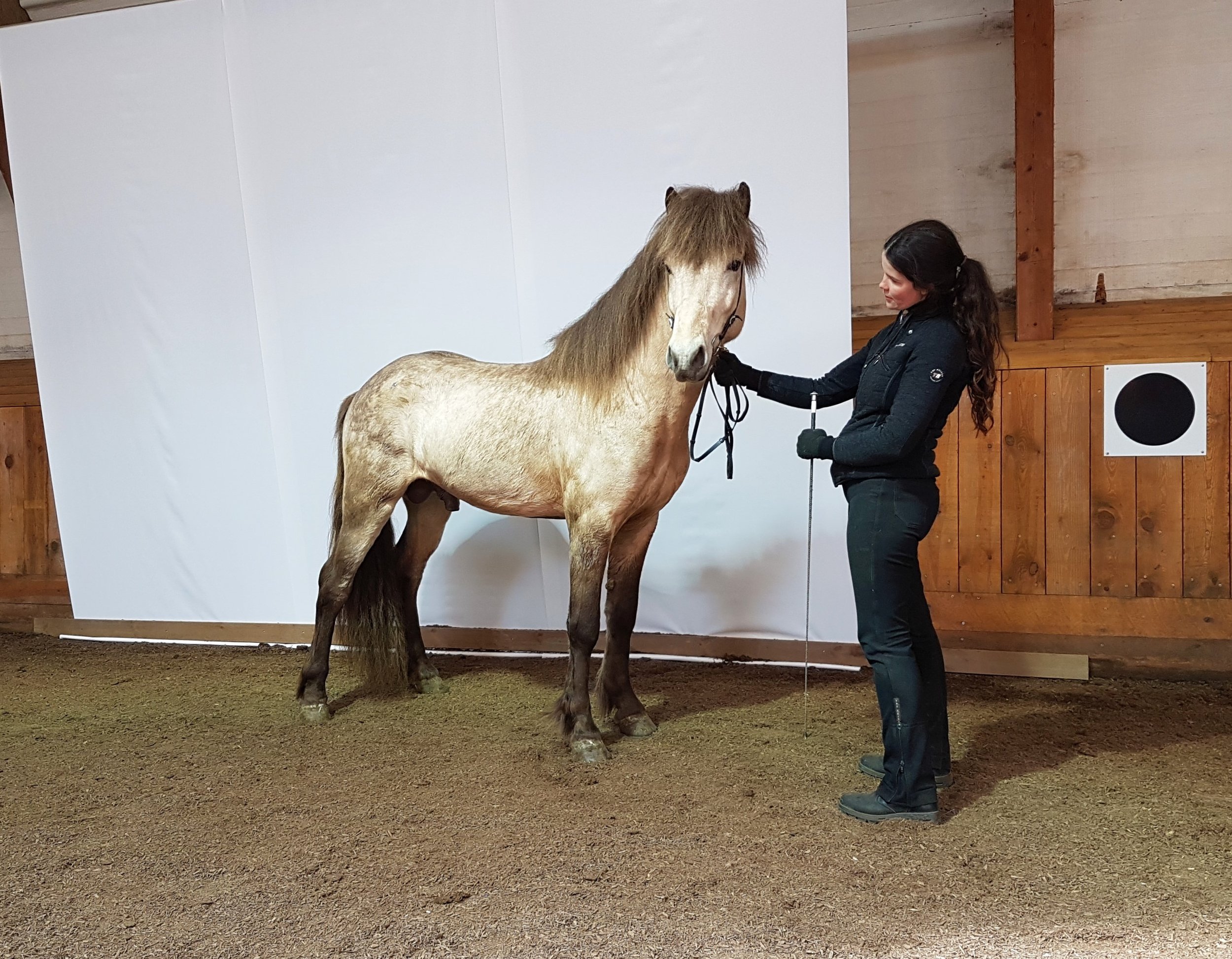 Bjarmi frá Vorsabæ II (7,95) (SOLD)