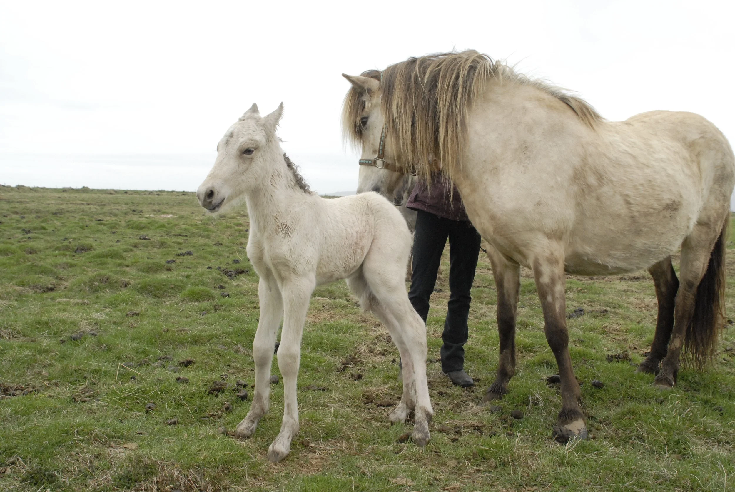 Bjarmi as a foal in Iceland with his mother, Molda frá Lundi