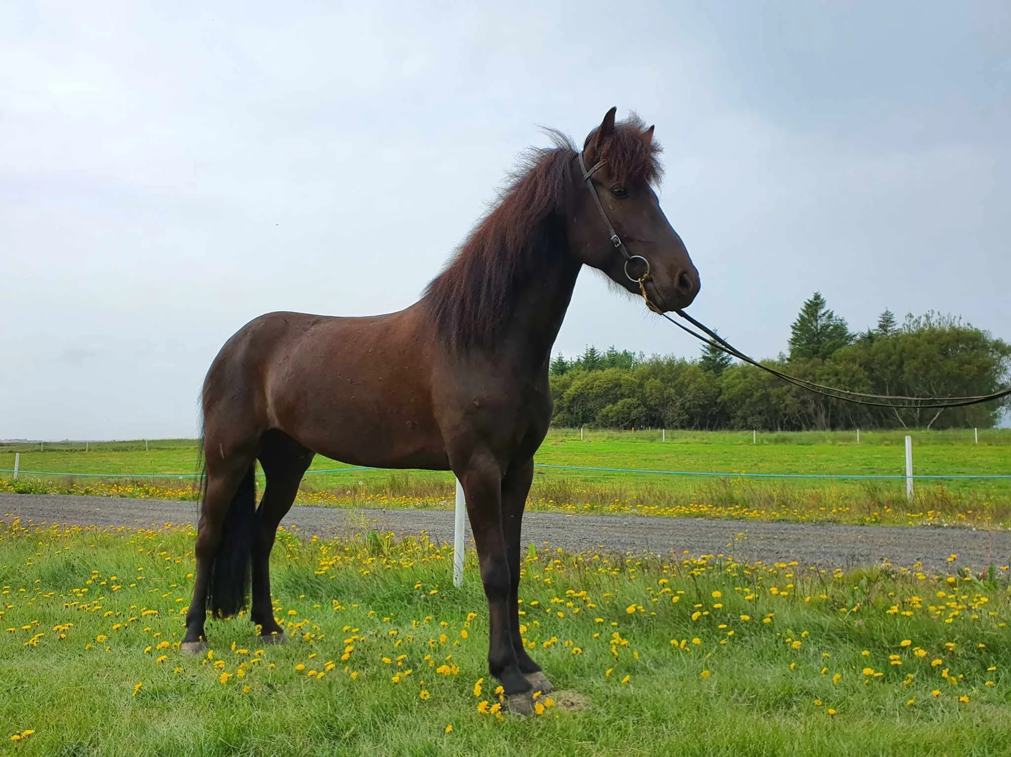 Rökkvi frá Vorsabæ II