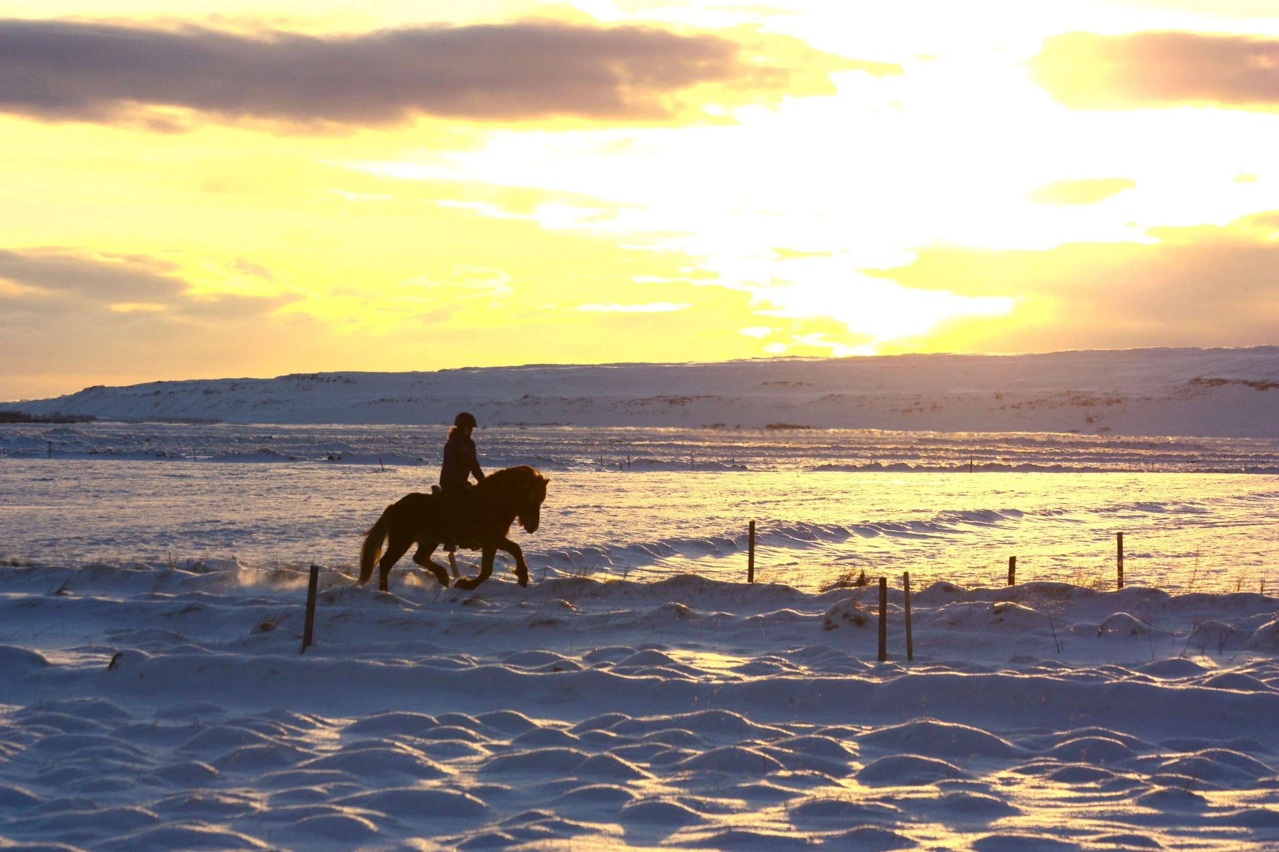 Vitnir frá Vorsabæ II (SOLD)