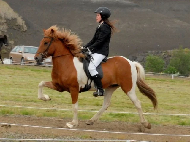 Baldur frá Vorsabæ II (SOLD)