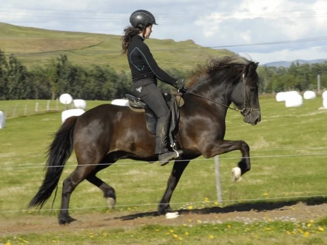 Smyrill frá Vorsabæ II (SOLD)