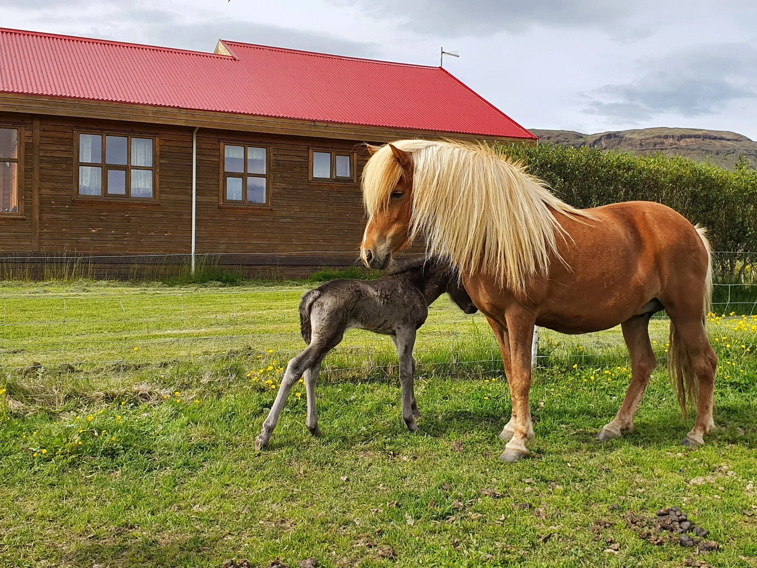 Horseback riding and Farm visit on the farm