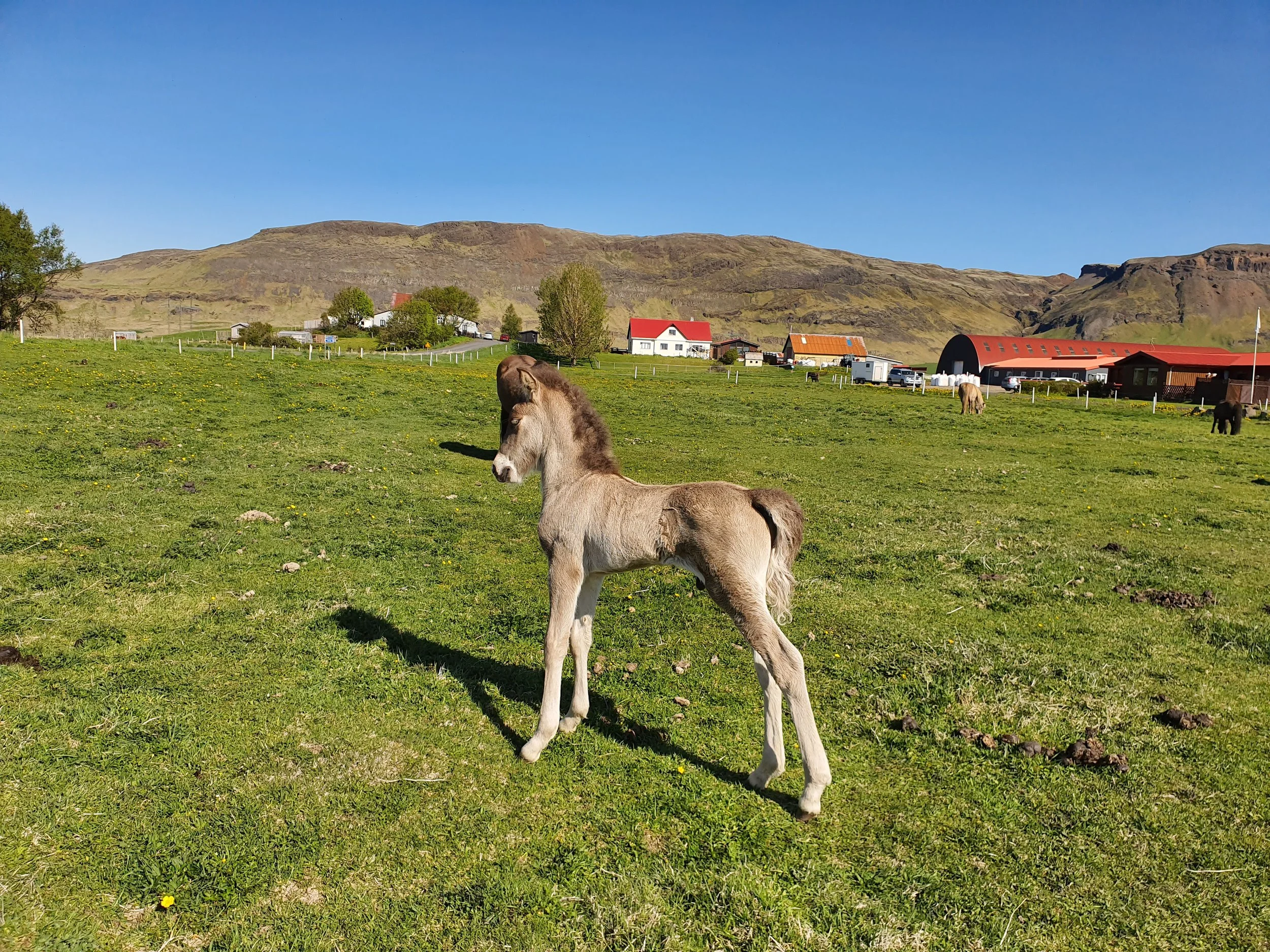 Freyðir